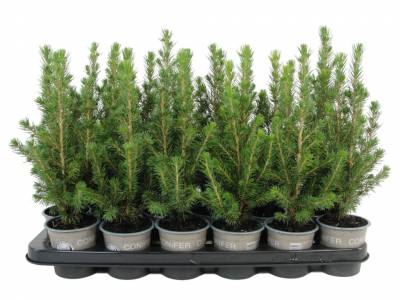 Picea glauca 'Conica'