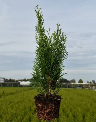 Thuja occ. 'Smaragd'
