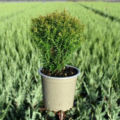 Thuja occ. 'Teddy'