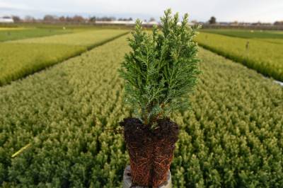 Chamaecyparis law. 'Snow White'