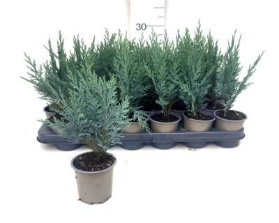 Chamaecyparis law. 'Van Pelt's Blue'