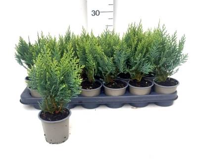 Chamaecyparis law. 'White Spot'