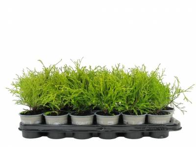 Chamaecyparis pis. 'Filifera Aurea'