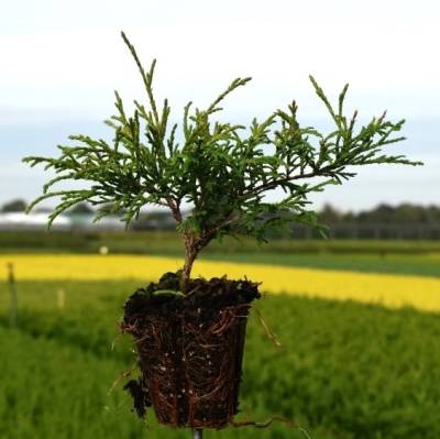 Chamaecyparis pis. 'Filifera Nana'