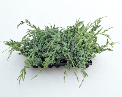 Juniperus chin. 'Blue Alps'