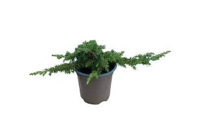 Juniperus comm. 'Green Carpet'