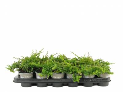 Juniperus hor. 'Golden Carpet'