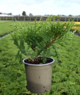 Juniperus sab. 'Tamariscifolia'