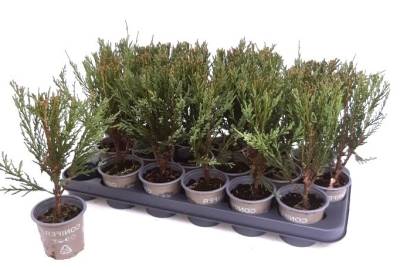 Juniperus scop. 'Blue Arrow'