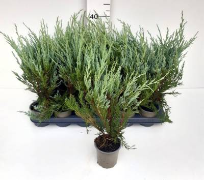 Juniperus scop. 'Moonglow'