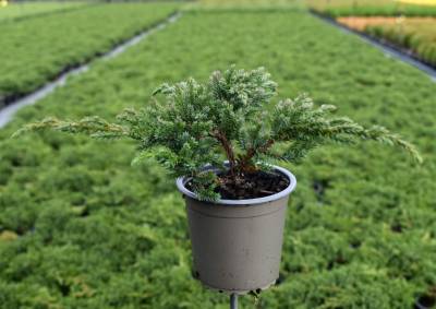 Juniperus squam. 'Blue Carpet'