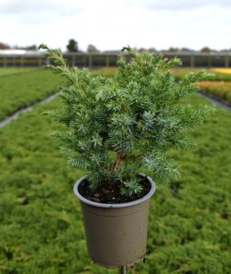 Juniperus squam. 'Blue Swede'