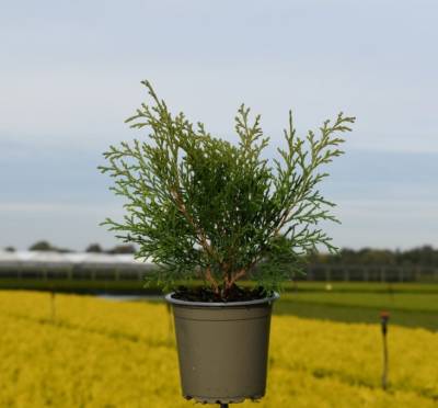 Microbiota decussata