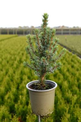 Picea glauca 'Sanders Blue'