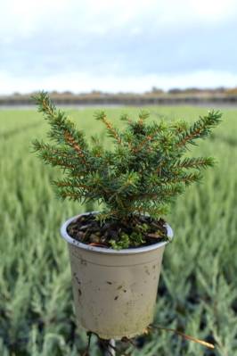 Picea omorika 'Karel'