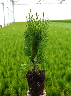 Platycladus oriënt. 'Aurea Nana'