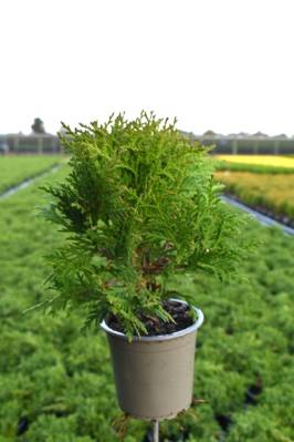 Thuja occ. 'Danica'