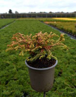 Thuja occ. 'Golden Tuffet'