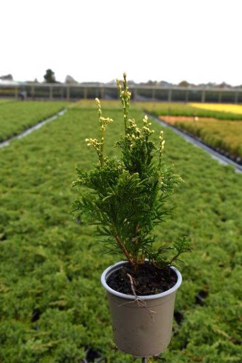 Thuja plic. 'Can-Can'