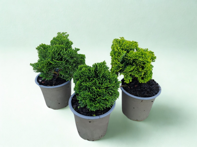 Chamaecyparis obt. 'Nana Gracilis'