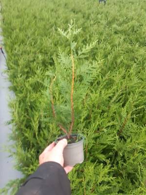 Cupressocyparis leylandii