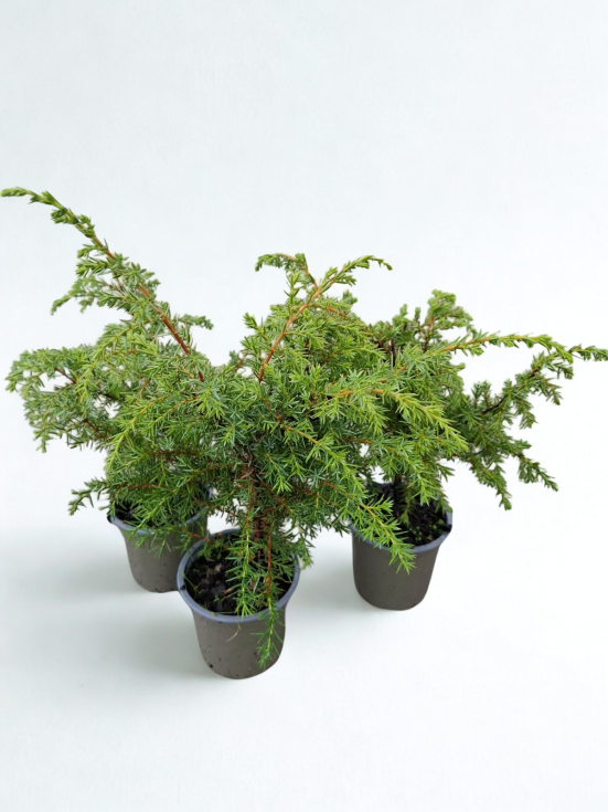 Juniperus comm. 'Meyer'