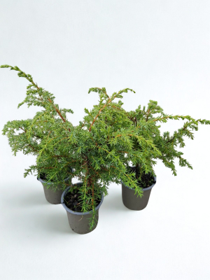 Juniperus comm. 'Meyer'